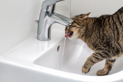 Can Dogs And Cats Drink Tap Water? Best and Safest Water Options for Your Pet