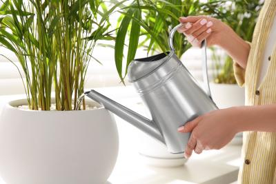 Why Your Houseplants Need Filtered Water: Tap Water vs. Filtered